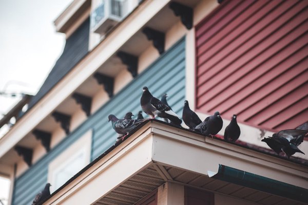 How to Design Urban Spaces to Be More Bird-Friendly in the UK?